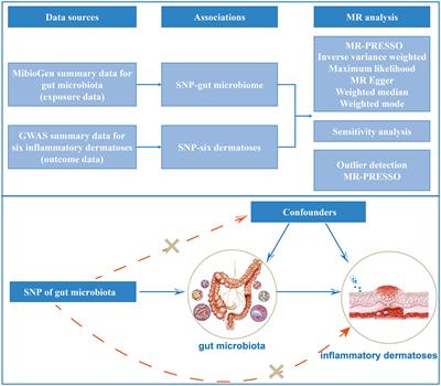 The causal relationship between gut microbiota and inflammatory dermatoses: a Mendelian randomization study